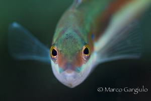 Face to face by Marco Gargiulo 
